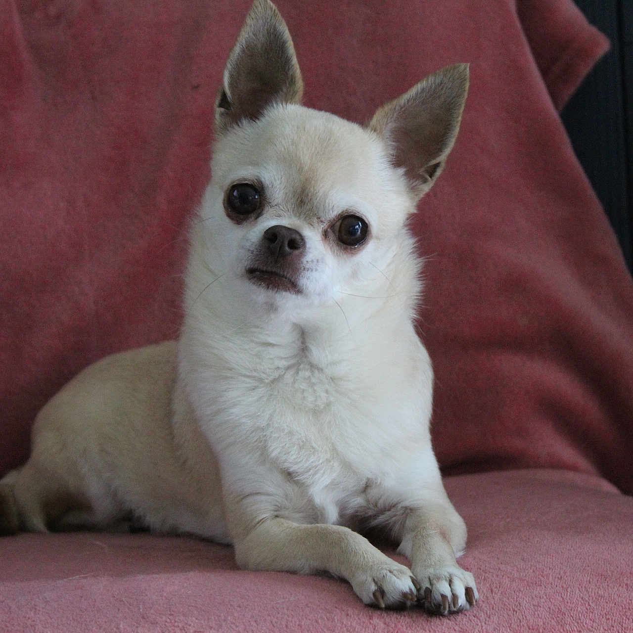 Shanel participe au concours pour gagner de l'argent avec cette photo : animal, blanket, canine, chair, chihuahua, companion, cute, dog, domestic_animal, ears, face, fur, indoor, looking_at_camera, lying_down, pet, pink_blanket, resting, small_dog, white_fur