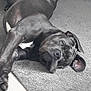 Falko participe au concours pour gagner de l'argent avec cette photo : art, canidae, carnivore, comfort, companion_dog, dog, dog_breed, fawn, great_dane, grey, liver, mammal, monochrome, monochrome_photography, snout, sporting_group, style, vertebrate, whiskers, working_animal