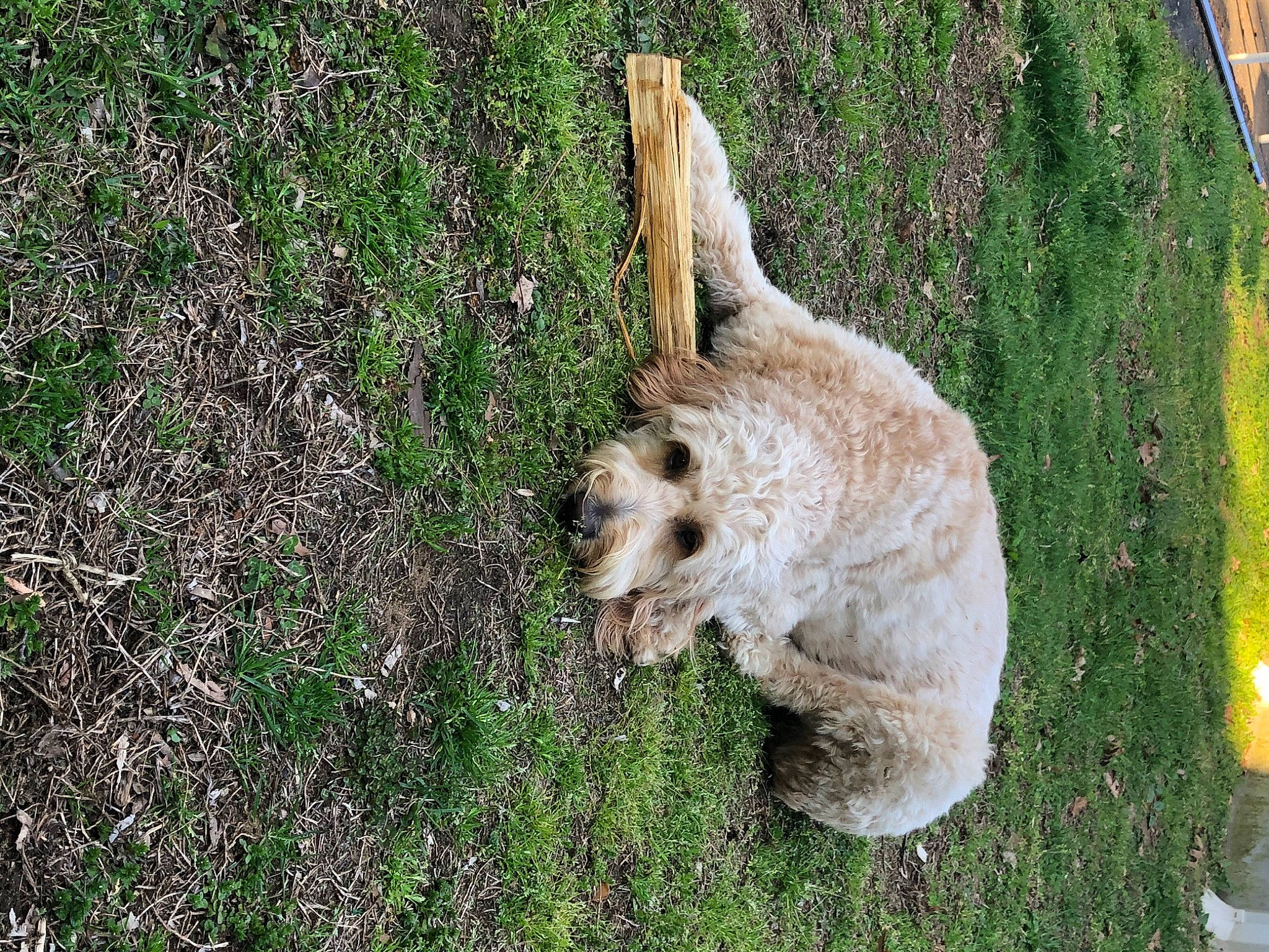 Cooper is registered to the contest to win money with this photo: canidae, carnivore, dog, dog_breed, glen_of_imaal_terrier, grass, plant, sporting_group, terrier