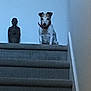 Evie is registered to the contest to win money with this photo: dog, staircase, carpet, statue, indoor, pet, animal, collar, wall, quiet, curious, small_dog, sitting, shadow, home, steps, light, blue_wall, companion, waiting