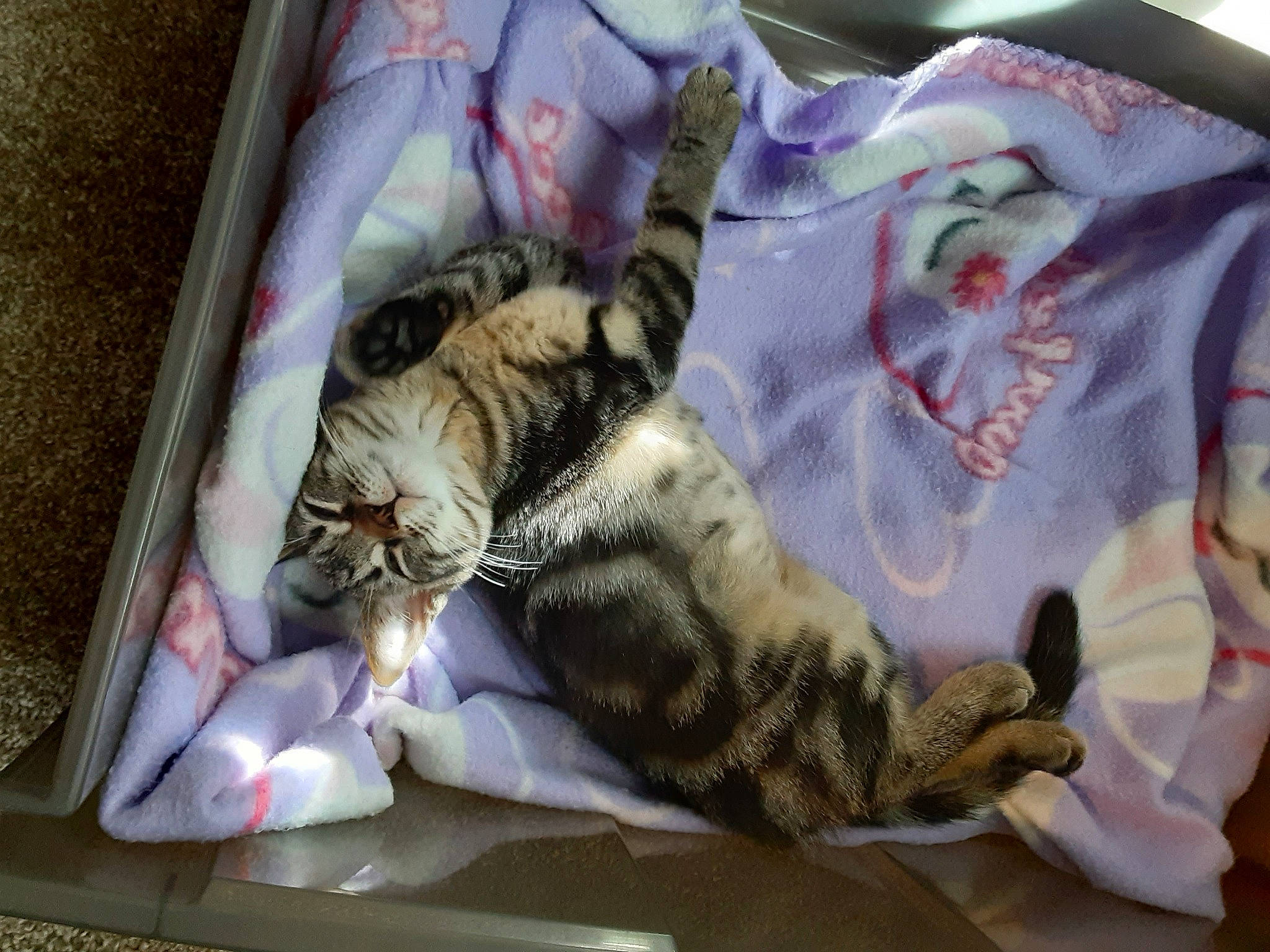 Venus is registered to the contest to win money with this photo: bag, bed, bedding, carnivore, cat, claw, comfort, domestic_short_haired_cat, fawn, felidae, fur, linens, luggage_and_bags, nap, pattern, room, sleep, small_to_medium_sized_cats, tail, whiskers