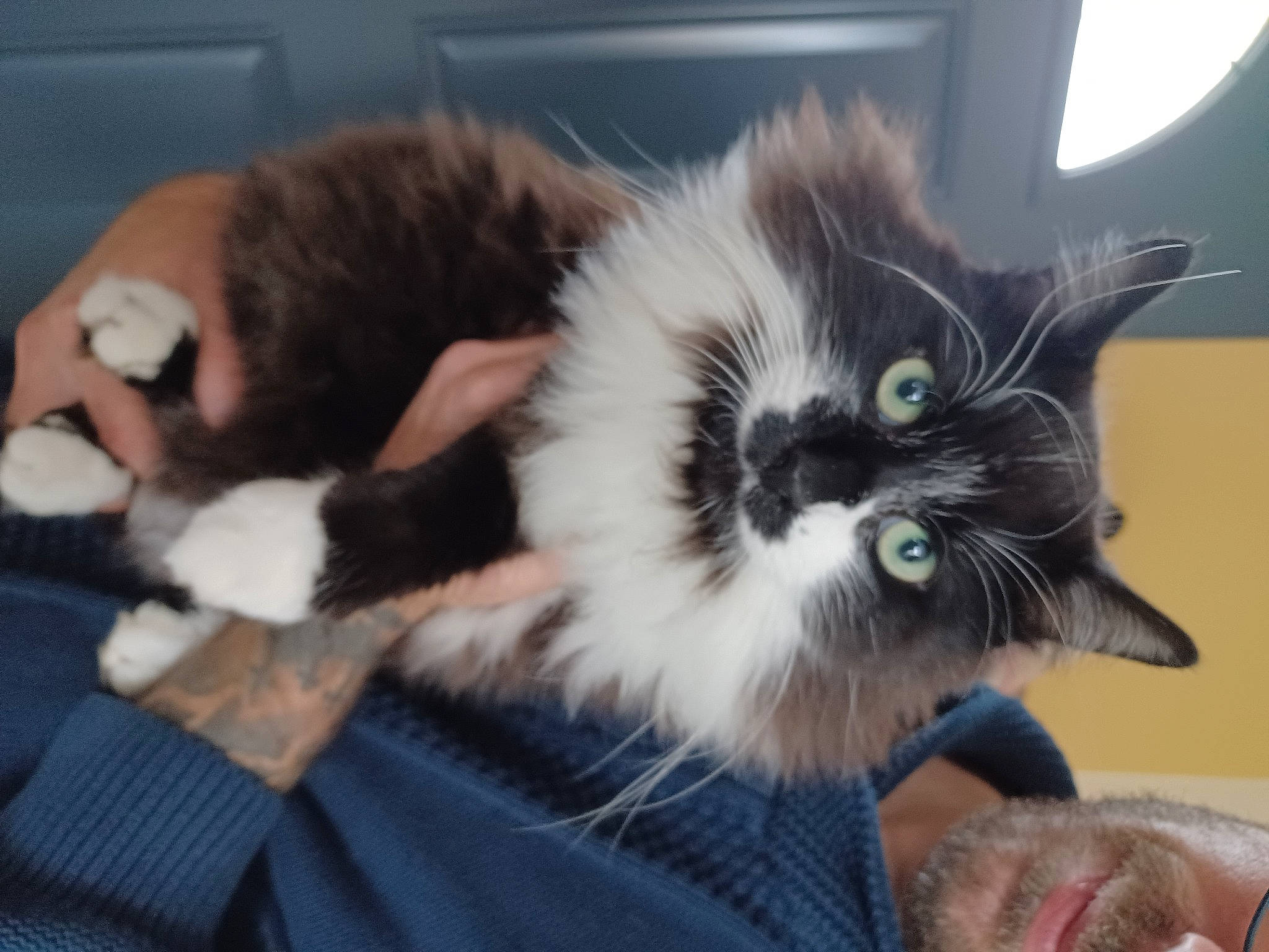 Peupeu a rejoint le concours — aidez-le/la à gagner de superbes lots ! box, carnivore, cat, cat_supply, claw, comfort, domestic_short_haired_cat, felidae, fur, paw, small_to_medium_sized_cats, snout, tail, terrestrial_animal, whiskers, window