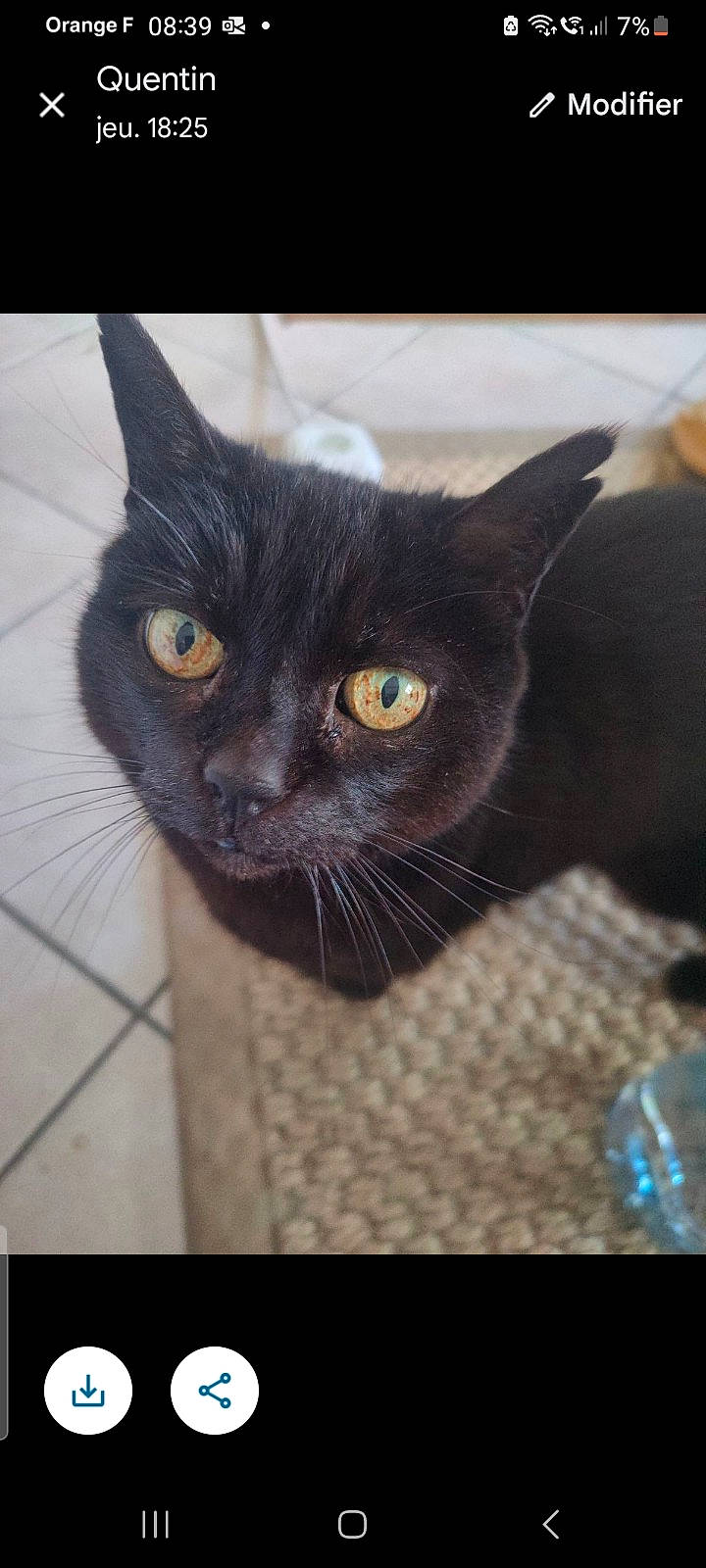 Mémé a rejoint le concours — aidez-le/la à gagner de superbes lots ! black_cat, bombay, carnivore, cat, close_up, domestic_short_haired_cat, electric_blue, felidae, fur, small_to_medium_sized_cats, snout, terrestrial_animal, whiskers