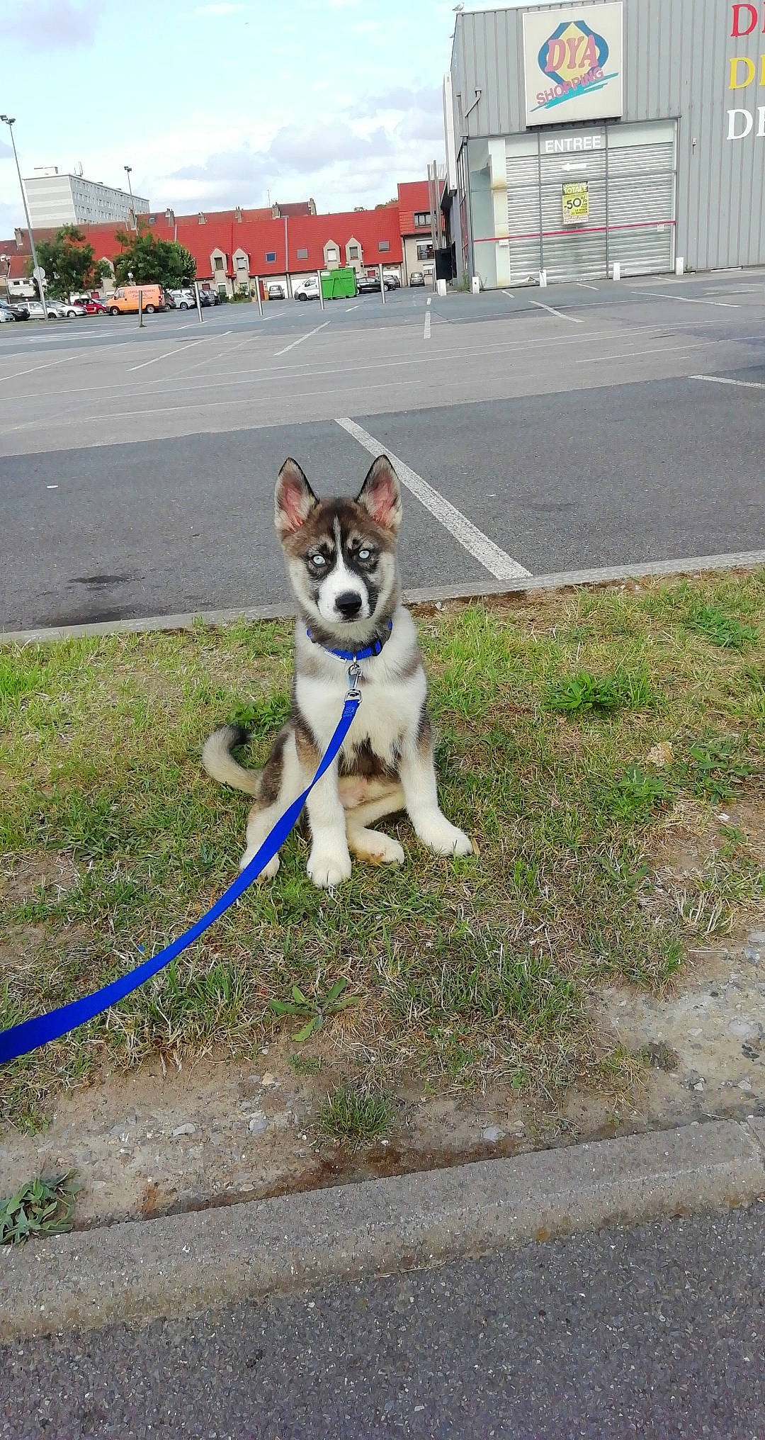 Tyson a rejoint le concours — aidez-le/la à gagner de superbes lots ! alaskan_klee_kai, canidae, carnivore, dog, dog_breed, east_siberian_laika, leash, mammal, native_american_indian_dog, northern_inuit_dog, norwegian_lundehund, rare_breed_dog, saarloos_wolfdog, siberian_husky, sled_dog, tail, tamaskan_dog, vertebrate, wolfdog, working_dog