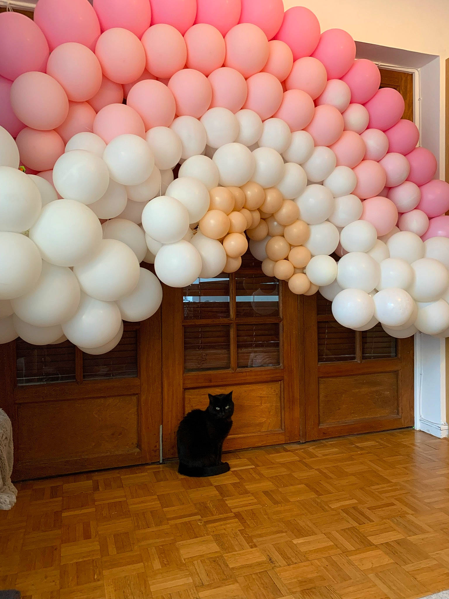 Sassy participe au concours pour gagner de l'argent avec cette photo : arch, art, balloon, carnivore, cat, ceiling, decoration, door, event, felidae, floor, flooring, hardwood, interior_design, light, party_supply, small_to_medium_sized_cats, tail, window, wood