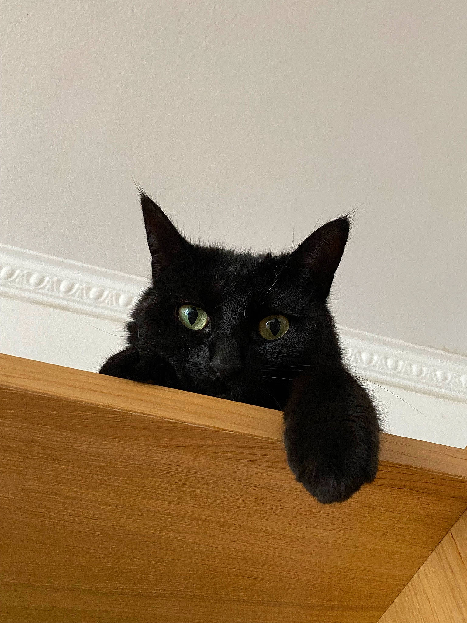 Sassy participe au concours pour gagner de l'argent avec cette photo : black_cat, bombay, box, carnivore, cat, chartreux, domestic_short_haired_cat, felidae, flooring, fur, hardwood, paper_product, plywood, small_to_medium_sized_cats, snout, tail, whiskers, window, wood, wood_stain