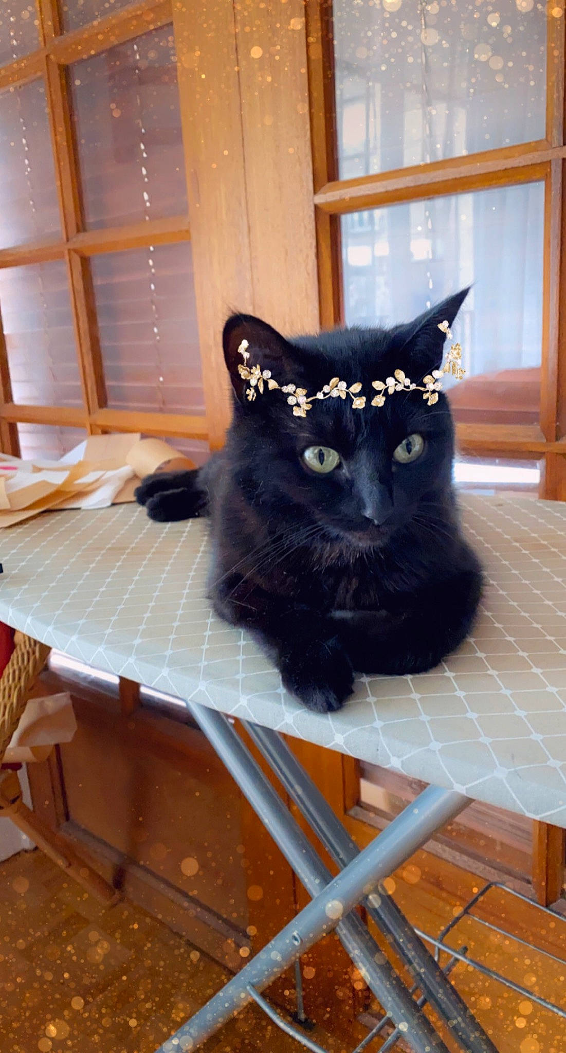 Sassy participe au concours pour gagner de l'argent avec cette photo : black_cat, bombay, carnivore, cat, desk, domestic_short_haired_cat, electric_blue, felidae, flooring, fur, grey, hardwood, plant, small_to_medium_sized_cats, snout, table, tail, whiskers, window, wood