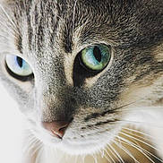 Micha participe au concours pour gagner de l'argent avec cette photo : animal, cat, close_up, curious, cute, detail, domestic_cat, face, feline, focused, fur, green_eyes, indoor, macro, muzzle, pet, portrait, sharp, soft_light, whiskers