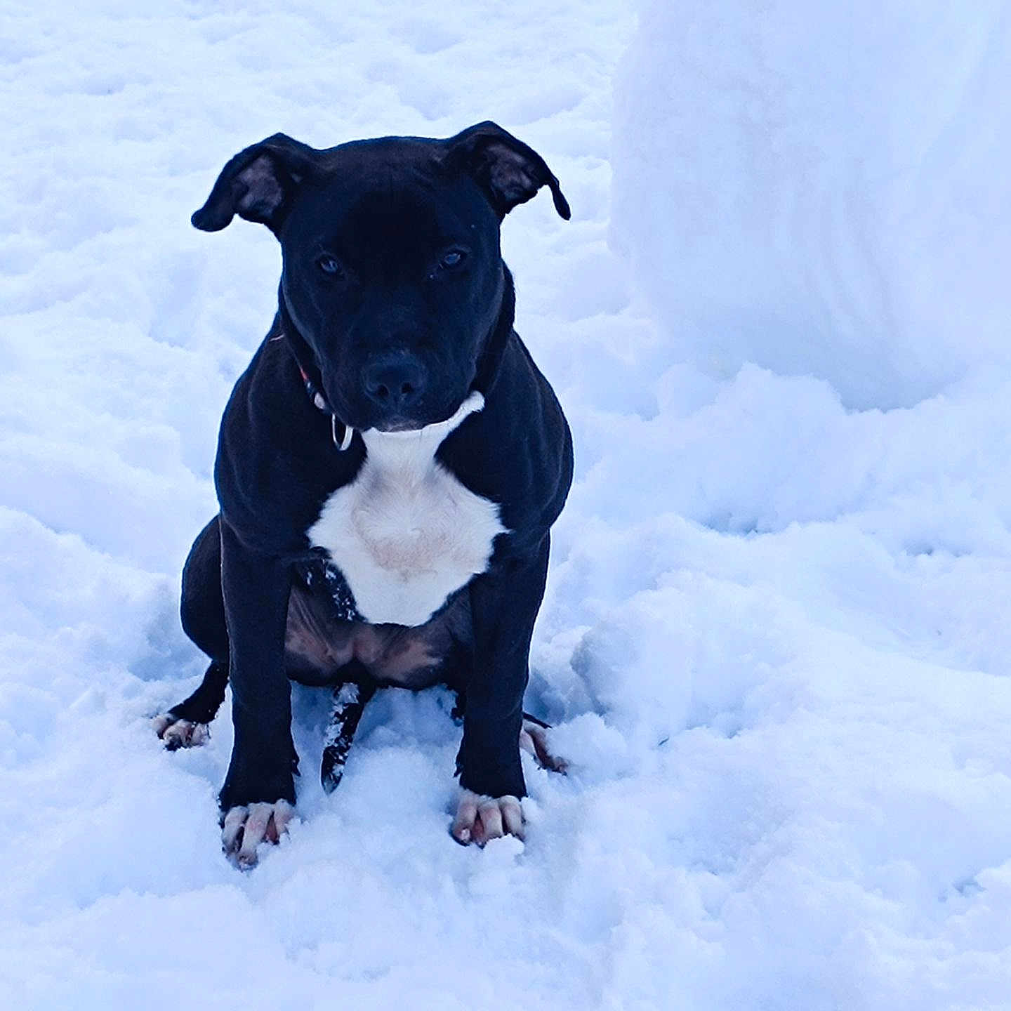 Nala a rejoint le concours — aidez-le/la à gagner de superbes lots ! animal, black_dog, canine, cold, dog, frozen, fur, landscape, mammal, nature, outdoor, paws, pet, playful, quiet, serious, sitting, snow, white_chest, winter