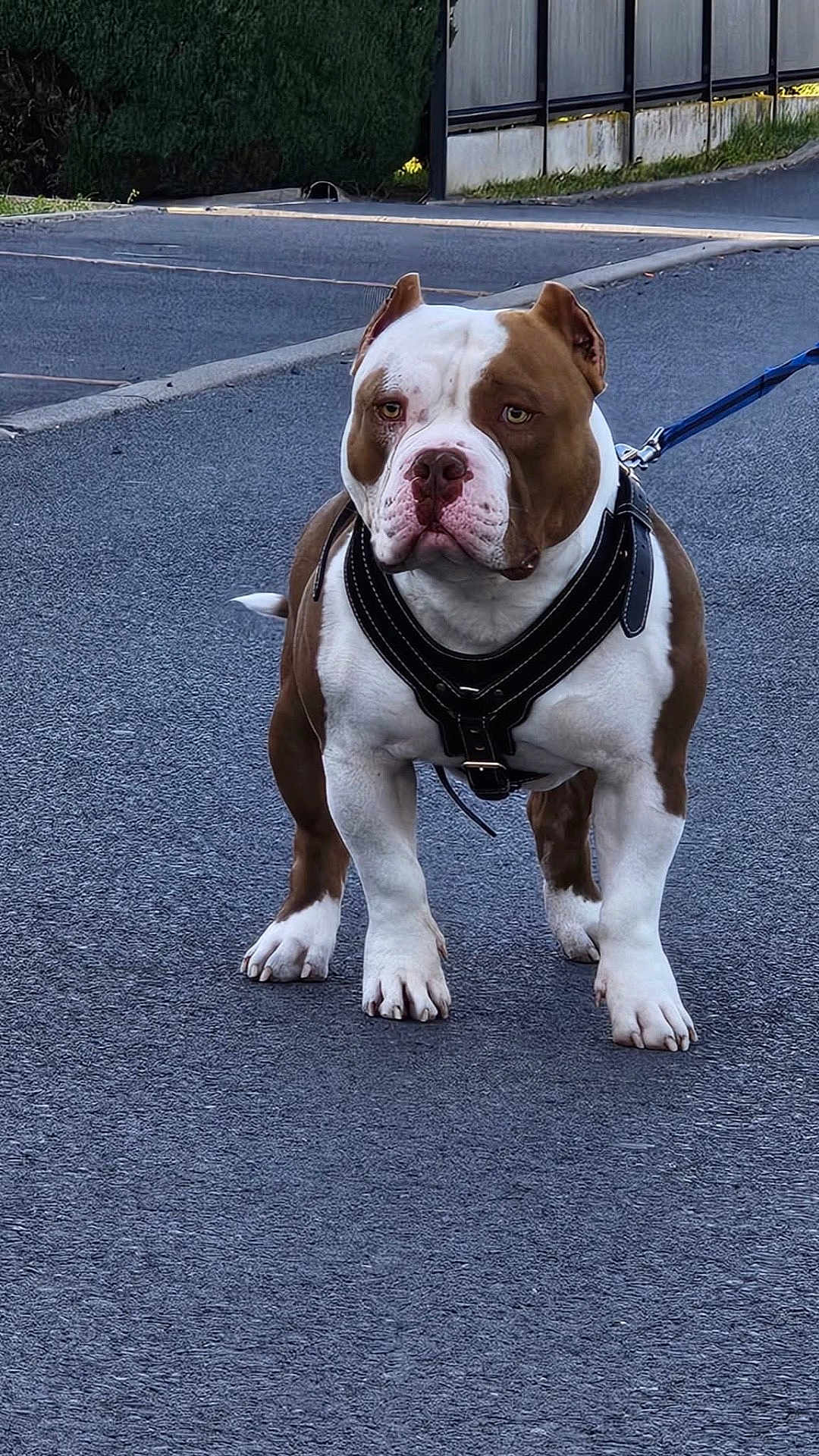 Choco participe au concours pour gagner de l'argent avec cette photo : dog, brown_and_white, leash, harness, pavement, street, outdoor, pet, canine, alert, walking, fence, greenery, sidewalk, ears, tail, four_legs, snout, focused, standing