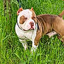 Choco participe au concours pour gagner de l'argent avec cette photo : dog, american_bulldog, brown, white, grass, field, outdoors, nature, pet, animal, collar, standing, alert, wildflowers, greenery, serious_expression, mammal, canine, fur, daylight