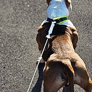 Choco a rejoint le concours — aidez-le/la à gagner de superbes lots ! dog, leash, pavement, muscular, brown_and_white, walking, outdoor, shadow, hand, tattoo, blue_leash_handle, pet, canine, sunlight, street, animal, active, daytime, back_view, collar