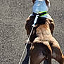active, animal, back_view, blue_leash_handle, brown_and_white, canine, collar, daytime, dog, hand, leash, muscular, outdoor, pavement, pet, shadow, street, sunlight, tattoo, walking
