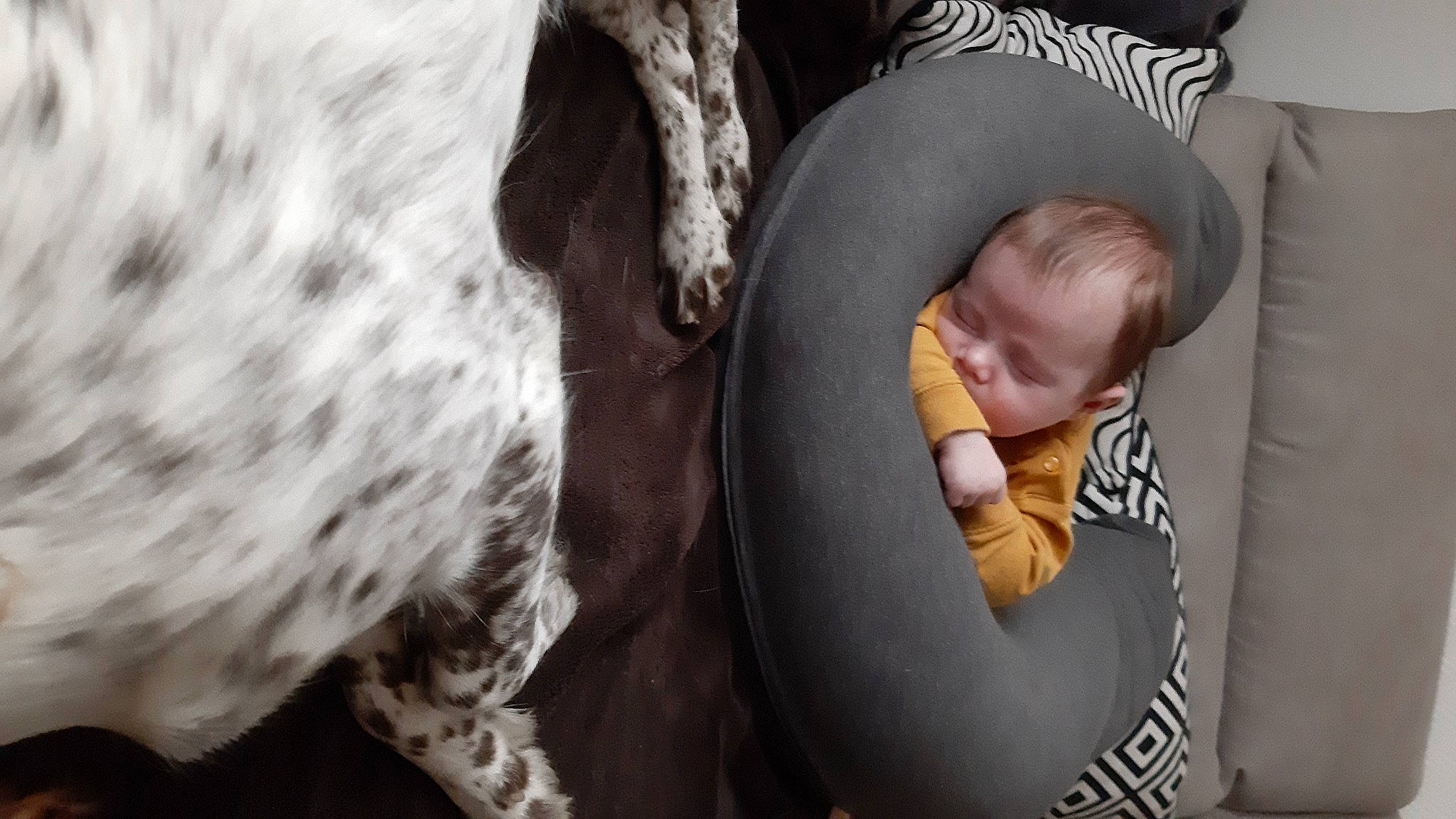 Rafaël participe au concours pour gagner de l'argent avec cette photo : baby, baby_products, baby_toddler_clothing, bedtime, child, comfort, facial_expression, fun, fur, gesture, human_body, infant_bed, lap, nap, person, play, room, sitting, sleep, toddler