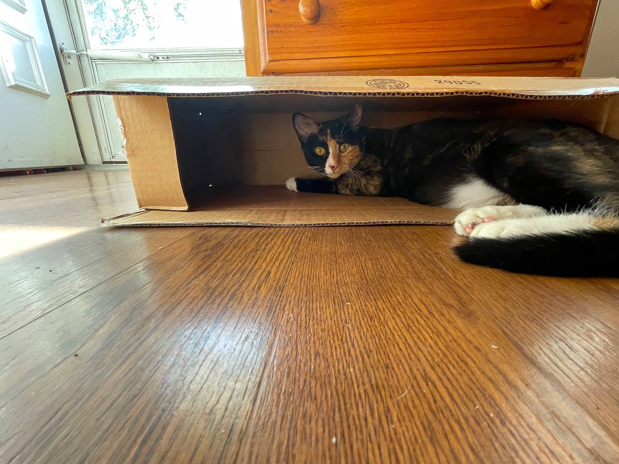 Saturn is registered to the contest to win money with this photo: brown, cabinetry, carnivore, cat, comfort, felidae, floor, flooring, hardwood, laminate_flooring, living_room, plank, room, small_to_medium_sized_cats, tail, varnish, whiskers, wood, wood_flooring, wood_stain