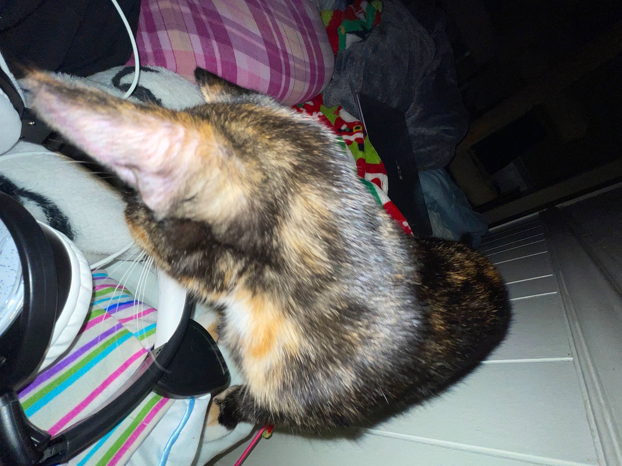 Saturn joined the competition — help win amazing prizes! carnivore, cat, claw, comfort, dog_breed, domestic_short_haired_cat, felidae, fur, nap, natural_material, paw, small_to_medium_sized_cats, snout, tail, whiskers