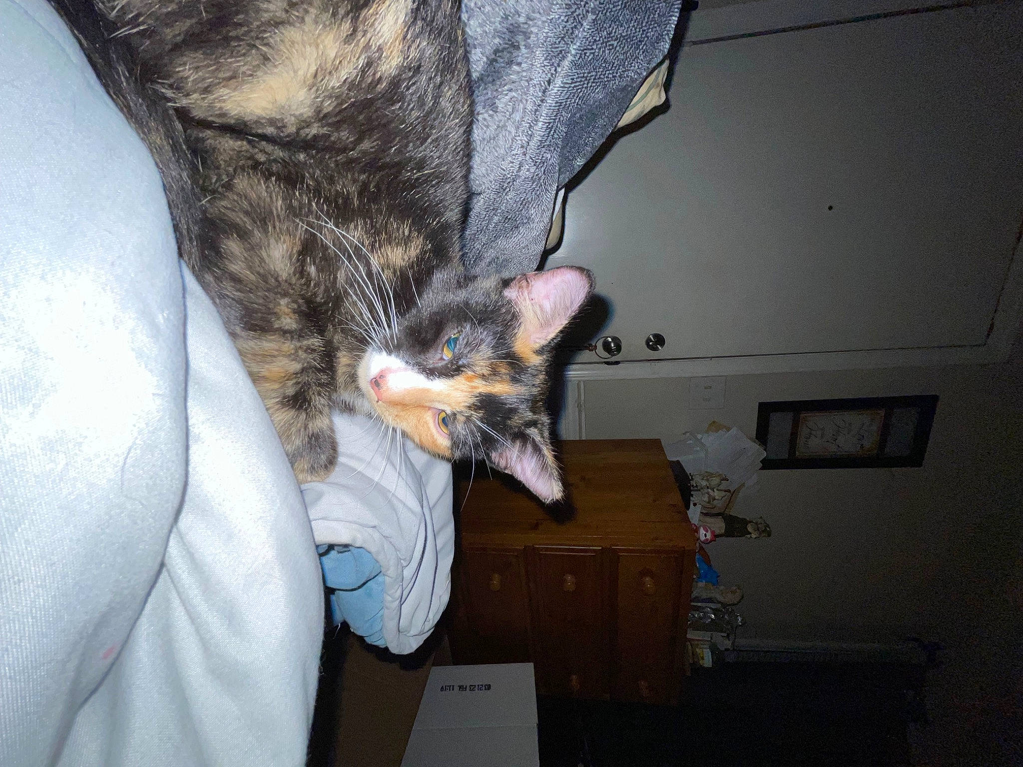 Saturn joined the competition — help win amazing prizes! bat, box, canidae, carnivore, cat, claw, companion_dog, dog_breed, domestic_short_haired_cat, felidae, fur, gesture, human_leg, lap, paw, shipping_box, small_to_medium_sized_cats, sporting_group, tail, whiskers