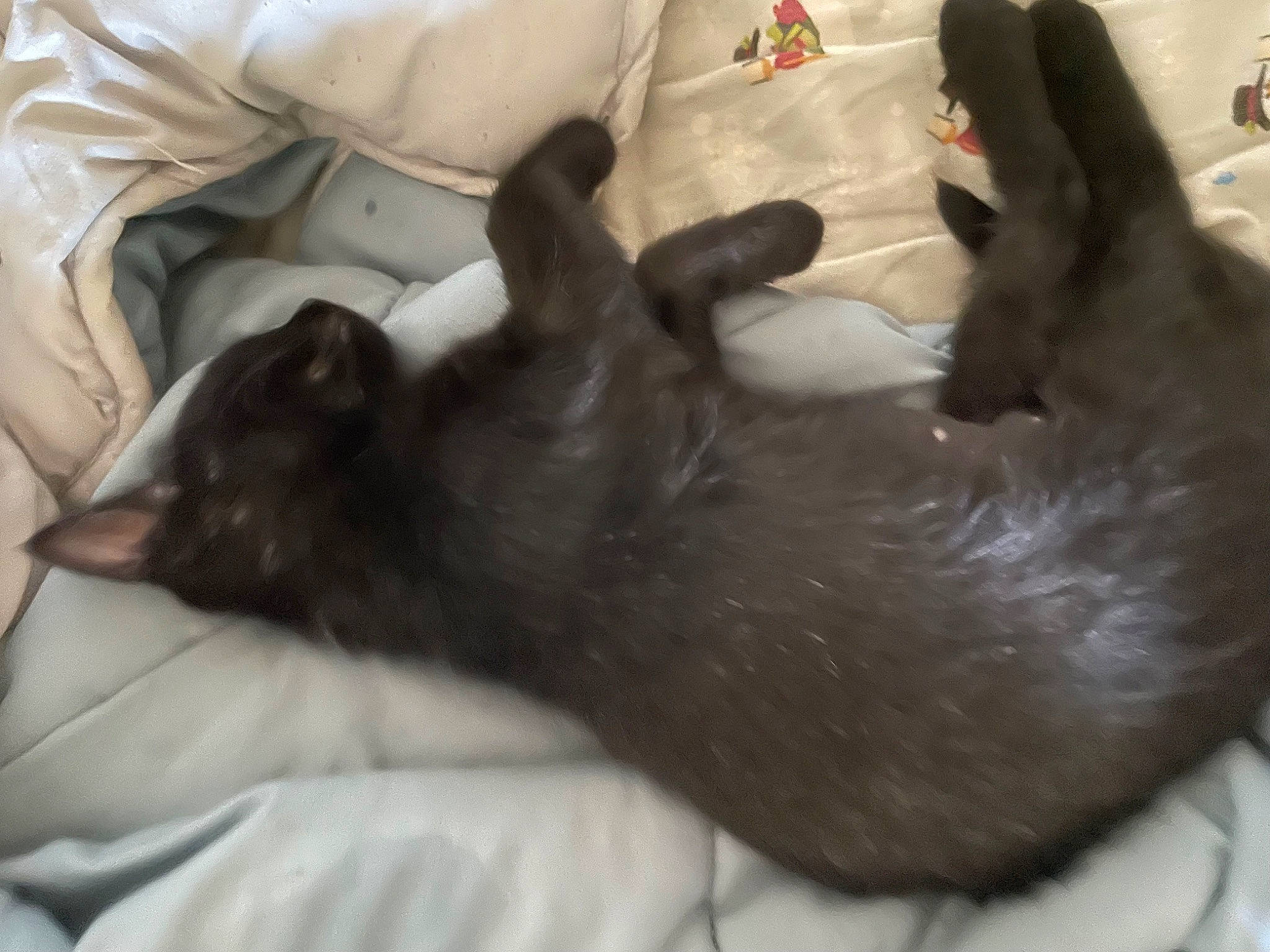 Edward is registered to the contest to win money with this photo: black_cat, canidae, carnivore, cat, comfort, companion_dog, dog_breed, domestic_short_haired_cat, ear, fawn, felidae, fur, grey, nap, small_to_medium_sized_cats, sporting_group, tail, terrestrial_animal, whiskers, working_animal