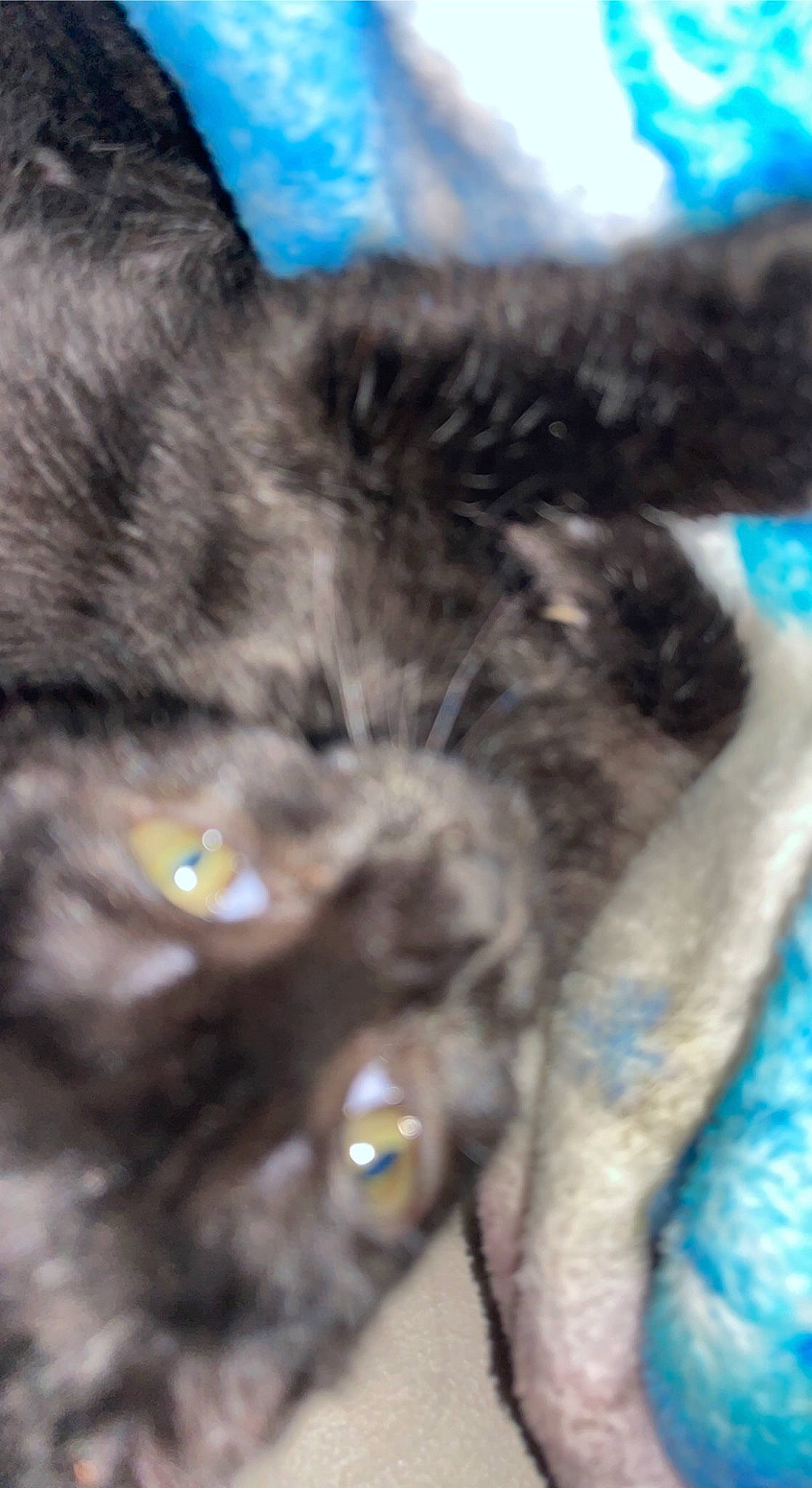 Edward is registered to the contest to win money with this photo: black_cat, blue, carnivore, cat, claw, domestic_short_haired_cat, electric_blue, felidae, fur, small_to_medium_sized_cats, snout, tail, terrestrial_animal, whiskers, wildlife