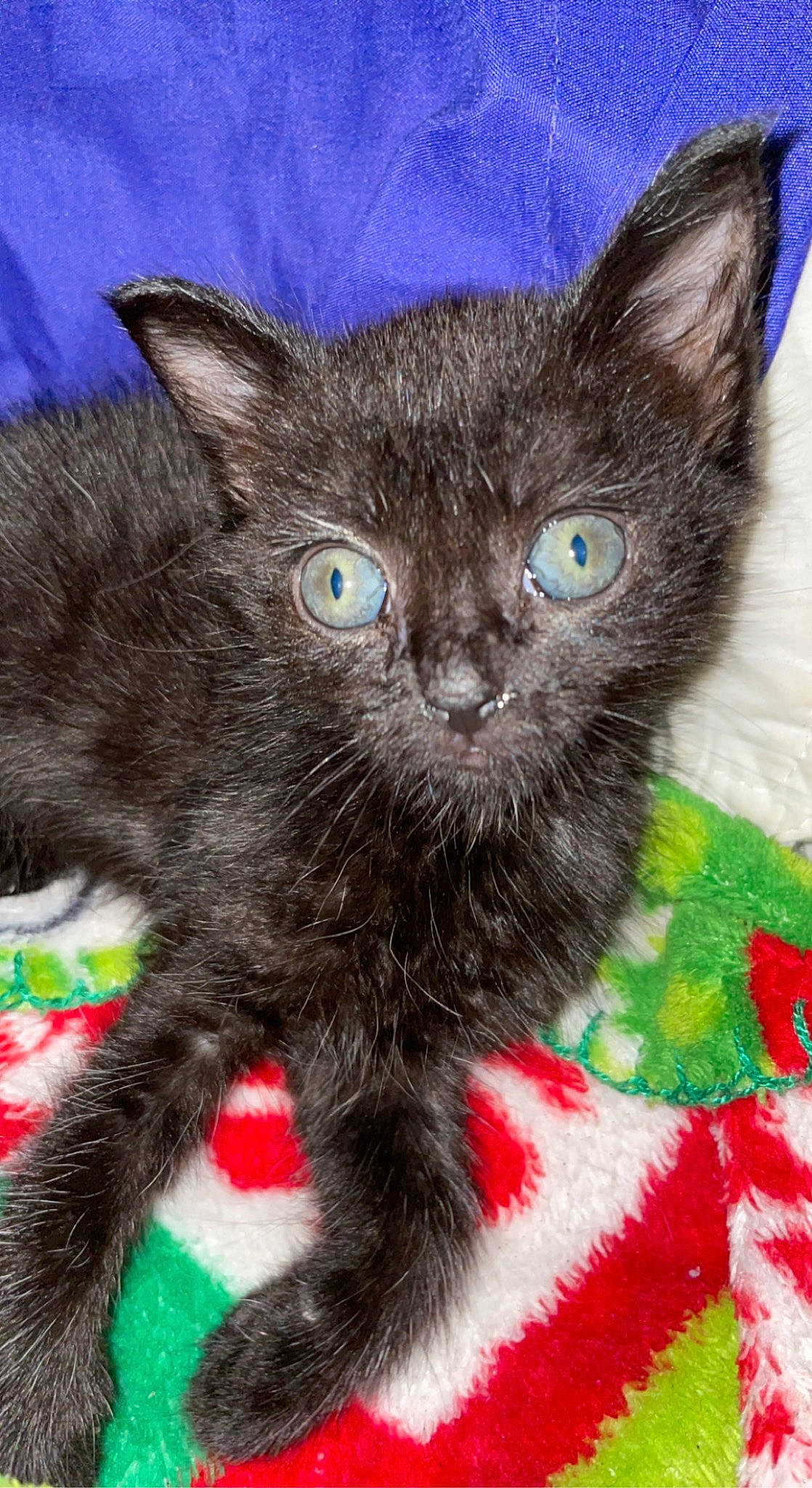 Edward is registered to the contest to win money with this photo: black_cat, bombay, carnivore, cat, claw, domestic_short_haired_cat, felidae, fur, pattern, paw, small_to_medium_sized_cats, snout, tail, terrestrial_animal, whiskers