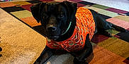 Kujo joined the competition — help win amazing prizes! dog, black_dog, orange_shirt, jackolantern_pattern, carpet, living_room, toy_ball, batman_sign, shelf, speaker, wooden_furniture, rug, pet, indoor, relaxed, decor, floor, home, animal, costume