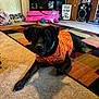 dog, black_dog, orange_shirt, jackolantern_pattern, carpet, living_room, toy_ball, batman_sign, shelf, speaker, wooden_furniture, rug, pet, indoor, relaxed, decor, floor, home, animal, costume