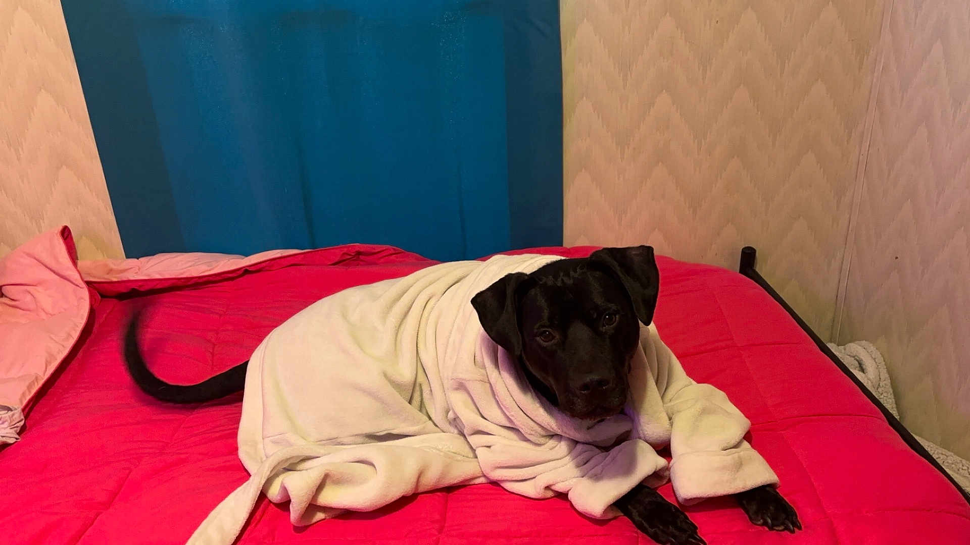 Kujo is registered to the contest to win money with this photo: dog, black_dog, bed, red_bedspread, white_bathrobe, pet, indoors, resting, cozy, curtain, wallpaper, furniture, relaxed, canine, animal, portrait, cute, looking_at_camera, paws, tail