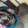 Kujo joined the competition — help win amazing prizes! dog, black_dog, sleeping, sweater, blanket, couch, gray_couch, indoor, cozy, resting, pet, animal, leg, sock, patterned_blanket, home, comfort, relaxation, fur, nap