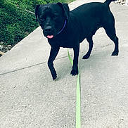 Kujo joined the competition — help win amazing prizes! dog, black_dog, leash, outdoor, concrete_path, greenery, tongue_out, collar, pet, walking, playful, animal, canine, grass, nature, summer, daylight, friendly, side_view, tail_up