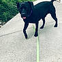 dog, black_dog, leash, outdoor, concrete_path, greenery, tongue_out, collar, pet, walking, playful, animal, canine, grass, nature, summer, daylight, friendly, side_view, tail_up