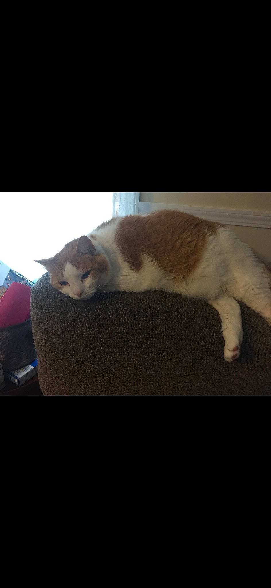 Logan joined the competition — help win amazing prizes! box, carnivore, cat, claw, cloud, comfort, domestic_short_haired_cat, felidae, fur, hardwood, lap, nap, paw, room, small_to_medium_sized_cats, snout, square, tail, whiskers, wood