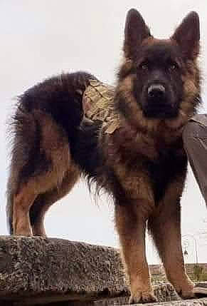 Peecody participe au concours pour gagner de l'argent avec cette photo : black, brown, canidae, carnivore, companion_dog, dog, dog_breed, fawn, foot, fur, german_shepherd_dog, guard_dog, king_shepherd, old_german_shepherd_dog, photograph, snapshot, snout, terrestrial_animal, vertebrate, working_animal