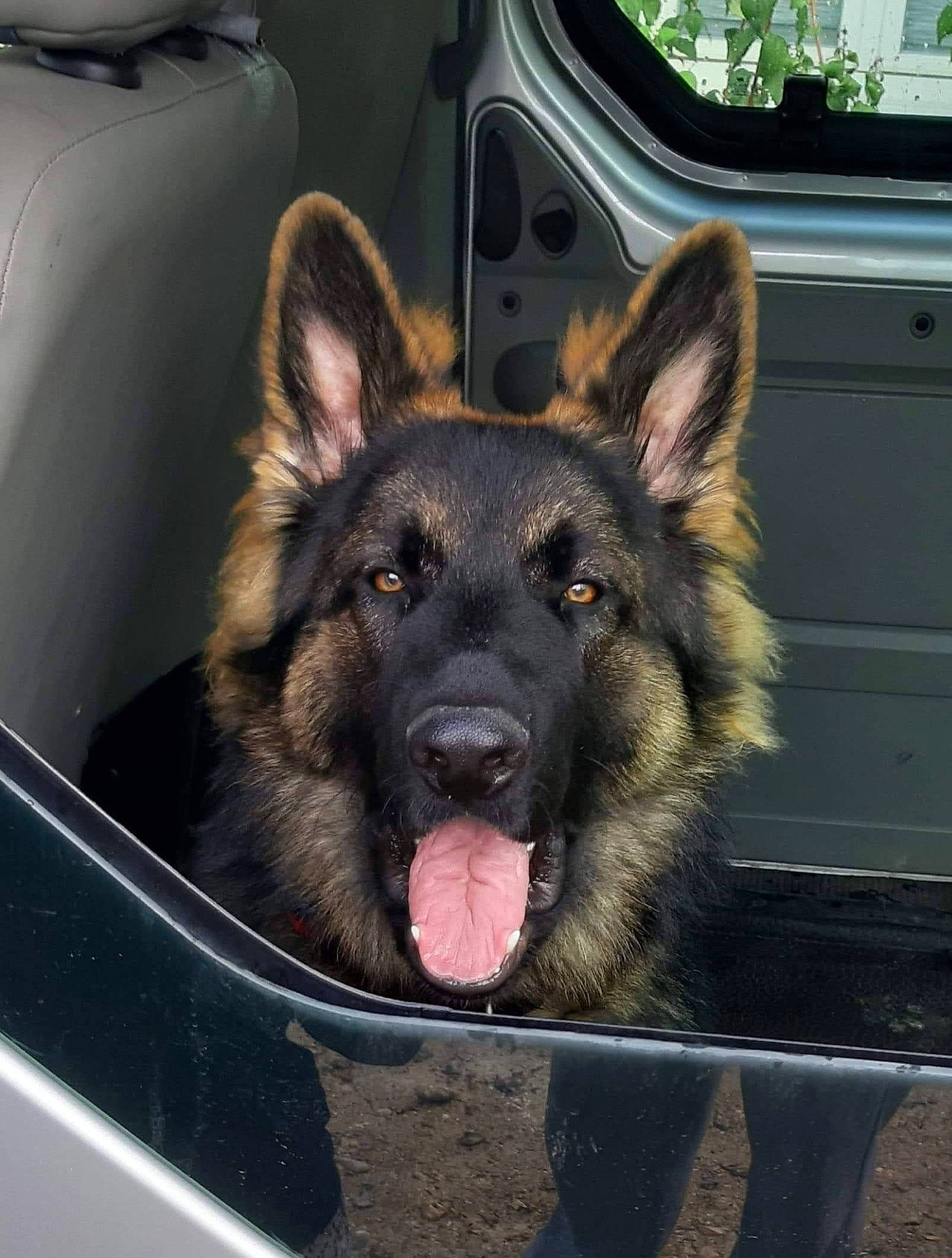 Peecody a rejoint le concours — aidez-le/la à gagner de superbes lots ! automotive_window_part, canidae, canis, carnivore, dog, dog_breed, east_european_shepherd, german_shepherd_dog, guard_dog, herding_dog, king_shepherd, law_enforcement, old_german_shepherd_dog, police_dog, snout, sporting_group, tongue, vehicle_door, vertebrate, working_dog