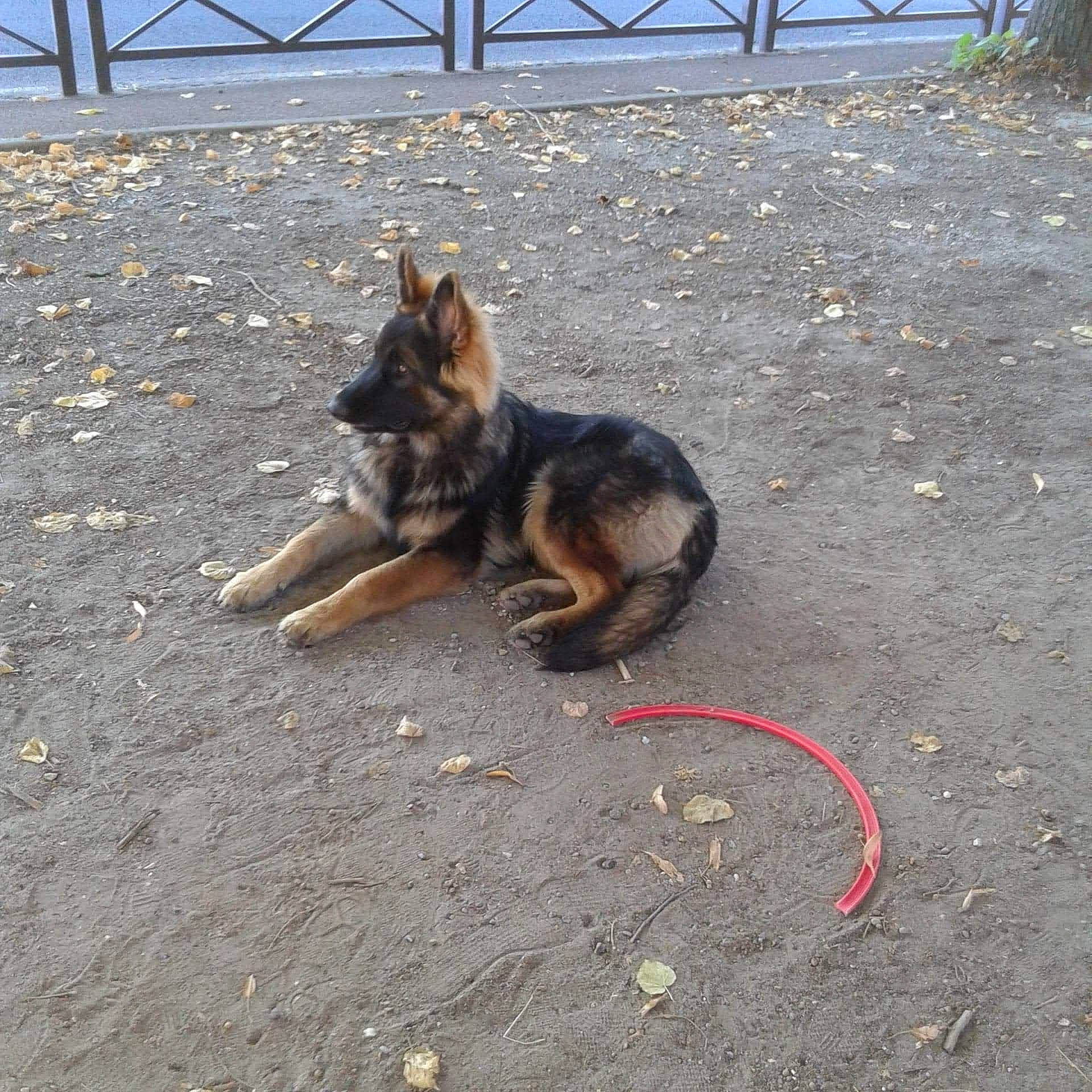 Peecody a rejoint le concours — aidez-le/la à gagner de superbes lots ! canidae, carnivore, chain_link_fencing, dog, dog_breed, east_european_shepherd, fence, fur, german_shepherd_dog, guard_dog, herding_dog, king_shepherd, mammal, old_german_shepherd_dog, paw, police_dog, road_surface, snout, tail, working_dog