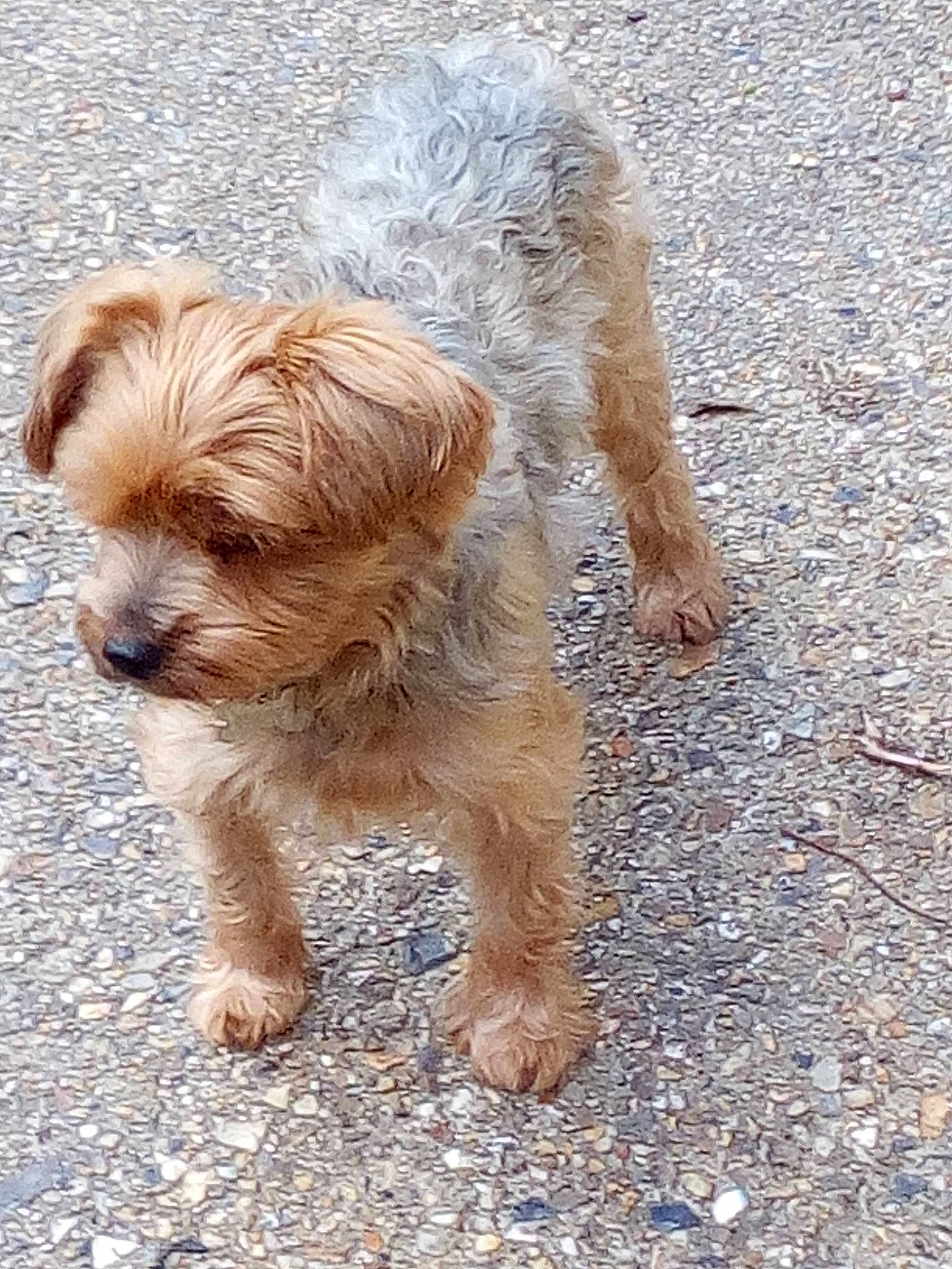 Jeepsy a rejoint le concours — aidez-le/la à gagner de superbes lots ! brown, canidae, carnivore, cavapoo, companion_dog, dog, dog_breed, fawn, liver, maltepoo, non_sporting_group, puppy, small_terrier, snout, sporting_group, terrier, toy_dog, vertebrate, water_dog, working_animal