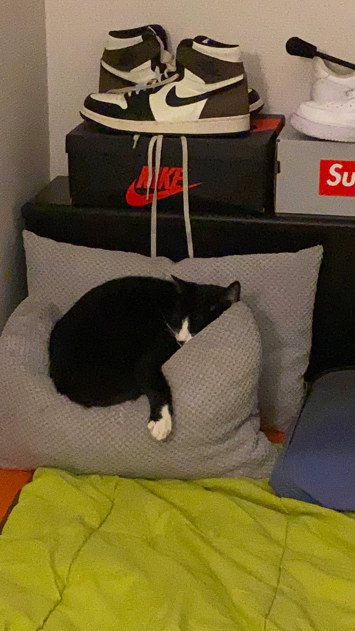 Domino participe au concours pour gagner de l'argent avec cette photo : bed, bedroom, black, carnivore, cat, comfort, felidae, flooring, grey, hardwood, hat, linens, pillow, room, small_to_medium_sized_cats, tail, textile, whiskers, white, wood