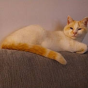 Minouche participe au concours pour gagner de l'argent avec cette photo : cat, orange_and_white, couch, indoor, relaxed, pet, feline, animal, fur, tail, resting, side_view, home, cozy, quiet, domestic, mammal, cute, whiskers, ears