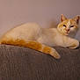 cat, orange_and_white, couch, indoor, relaxed, pet, feline, animal, fur, tail, resting, side_view, home, cozy, quiet, domestic, mammal, cute, whiskers, ears