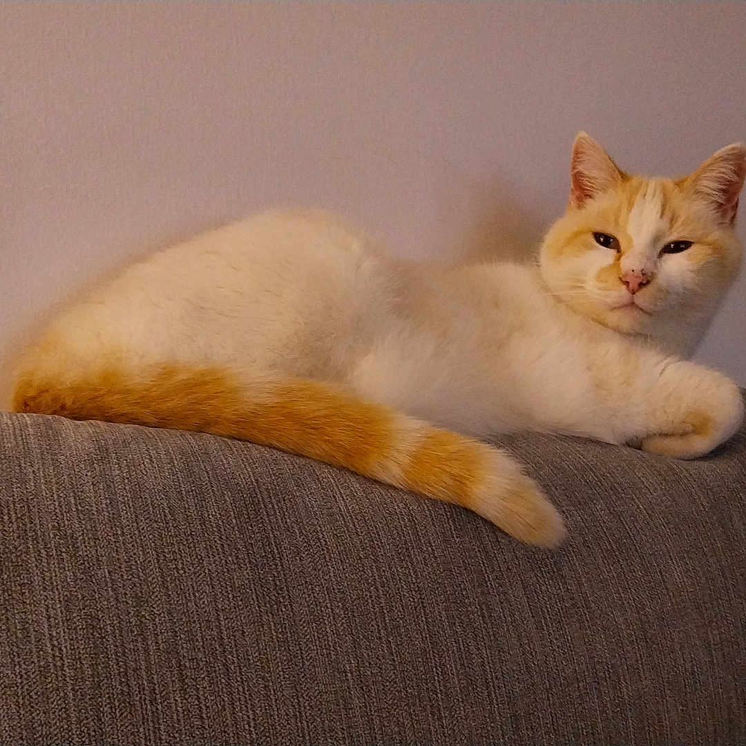 Minouche participe au concours pour gagner de l'argent avec cette photo : animal, cat, couch, cozy, cute, domestic, ears, feline, fur, home, indoor, mammal, orange_and_white, pet, quiet, relaxed, resting, side_view, tail, whiskers