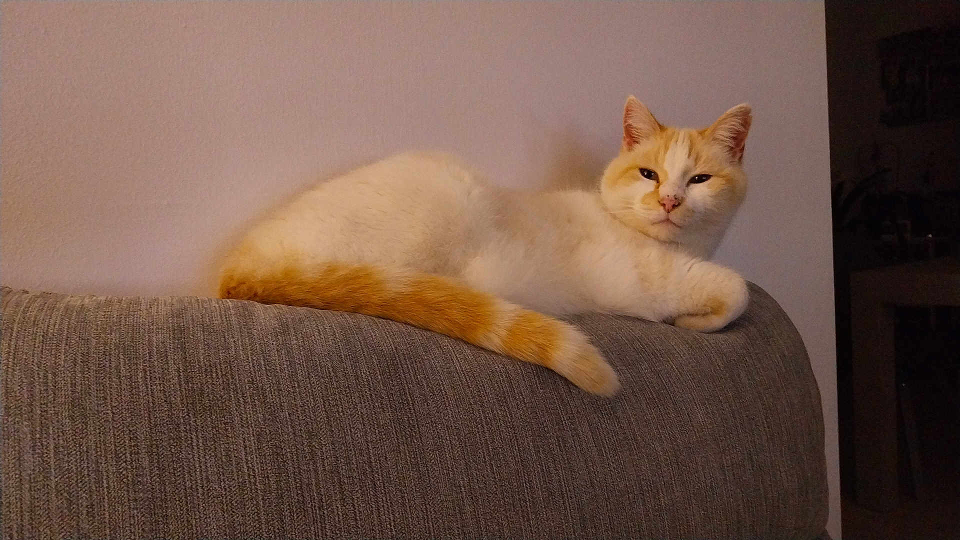 Minouche participe au concours pour gagner de l'argent avec cette photo : cat, orange_and_white, couch, indoor, relaxed, pet, feline, animal, fur, tail, resting, side_view, home, cozy, quiet, domestic, mammal, cute, whiskers, ears
