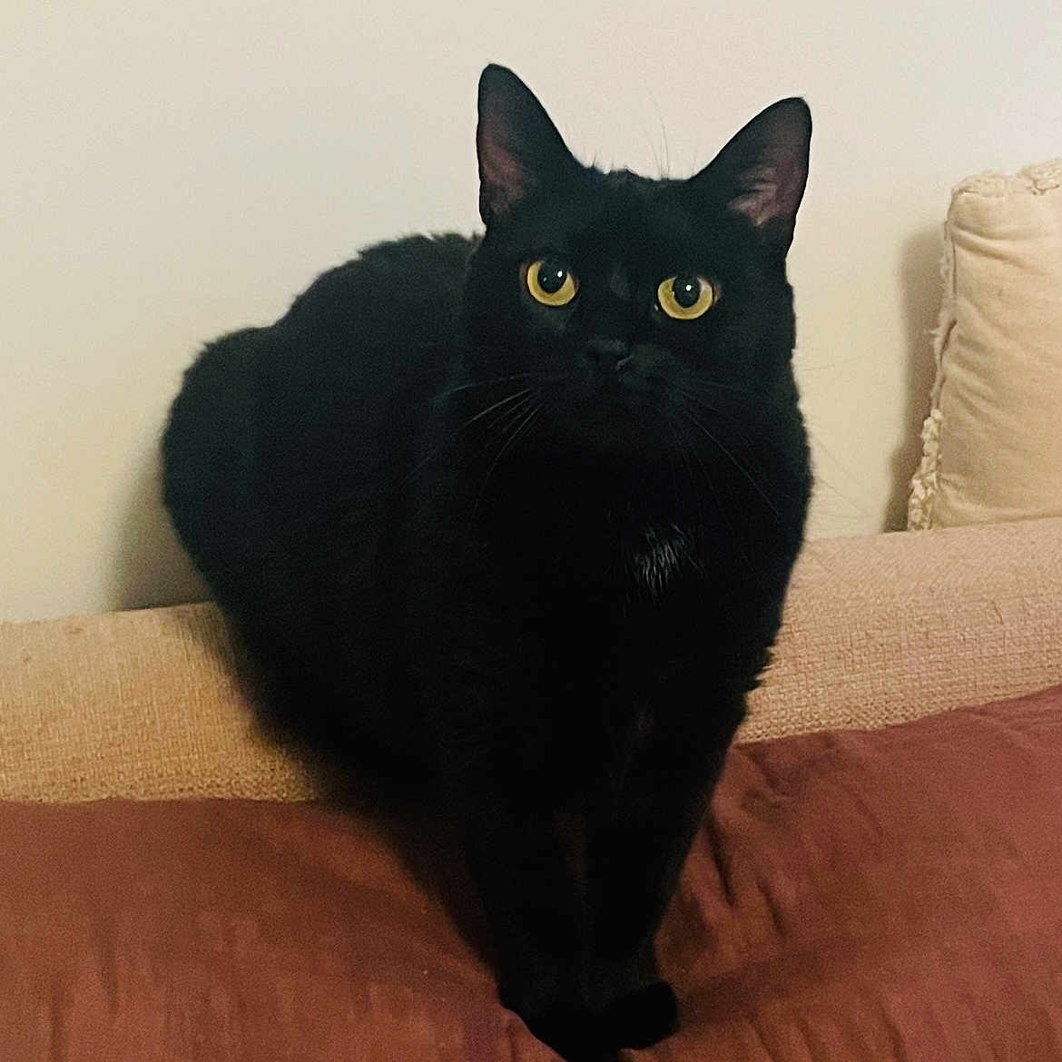 Pépita a rejoint le concours — aidez-le/la à gagner de superbes lots ! animal, blackcat, cat, couch, cushion, furniture, homedecor, manx, pet