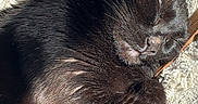 Riot is registered to the contest to win money with this photo: cat, black_cat, sleeping, curled_up, pet, feline, fur, whiskers, ears, nose, paws, blanket, cozy, indoors, sunlight, relaxed, resting, close_up, portrait, cute
