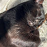 black_cat, blanket, cat, close_up, cozy, curled_up, cute, ears, feline, fur, indoors, nose, paws, pet, portrait, relaxed, resting, sleeping, sunlight, whiskers