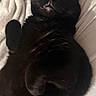 animal, bed, bedroom, belly_up, black_cat, blanket, cat, close_up, cozy, ears, feline, fur, indoor, lying_down, paws, pet, portrait, relaxed, sleeping, whiskers