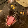 Riot is registered to the contest to win money with this photo: cat, black_cat, feline, pet, animal, close_up, portrait, golden_eyes, open_mouth, teeth, tongue, whiskers, pointed_ears, black_fur, dramatic_expression, funny, indoor, blanket, bed, cozy