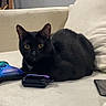 alert, animal, black_cat, cat, couch, cream_couch, electronic_device, feline, game_controller, guitar, home, indoor, living_room, pet, photography, portrait, short_hair, sitting, smartphone, yellow_eyes