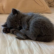 Blu is registered to the contest to win money with this photo: kitten, sleeping, gray_fur, curled_up, bed, pillow, blanket, cozy, indoor, pet, animal, cute, feline, resting, soft, fur, small, peaceful, domestic_cat, napping