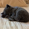 animal, bed, blanket, cozy, curled_up, cute, domestic_cat, feline, fur, gray_fur, indoor, kitten, napping, peaceful, pet, pillow, resting, sleeping, small, soft