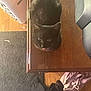 Hellboy joined the competition — help win amazing prizes! black_cat, kitten, wooden_table, tongue_out, indoor, laundry_basket, clothes, carpet, floor, person_feet, casual, cozy, pet, animal, looking_up, cute, fur, home, domestic, table