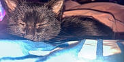 Hellboy is registered to the contest to win money with this photo: cat, black_cat, sleeping, resting, whiskers, close_up, indoor, blanket, soft, cozy, pet, animal, feline, fur, peaceful, relaxed, warm_lighting, cute, domestic_animal, nap